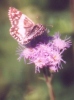 White Checkered Skipper