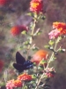 Pipevine Swallowtail