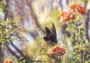 Pipevine Swallowtail