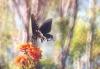 Pipevine Swallowtail