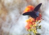 Pipevine Swallowtail