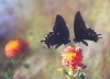 Pipevine Swallowtails