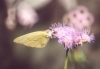 Cloudless Sulphur