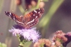 Texas Crescent