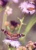 Orange Skipperling and Texas Crescent