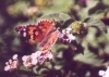 Painted Lady on Lantana