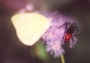 Cloudless Sulphur and Wasp