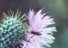 Bee on Thistle