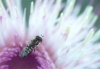 Bee in Thistle