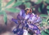 Bee on Lupine