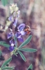 Bee on Lupine