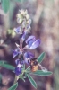 Bee on Lupine