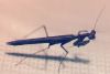 Praying Mantis