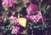 Cloudless Sulphur on Lantana