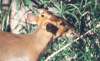 muntjac