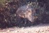 javelina - Sonoran Desert