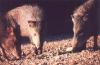 javelina - Sonoran Desert