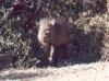 javelina - Sonoran Desert