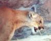 mountain lion - Sonoran Desert