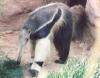 anteater