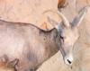 bighorn sheep - Sonoran Desert