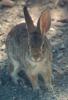 rabbit - Sonoran Desert