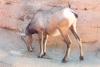 bighorn sheep - Sonoran Desert