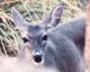 deer - Sonoran Desert