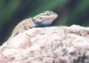 lizard - Sonoran Desert