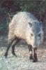 javelina - Sonoran Desert