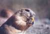 prairie dog - Sonoran Desert