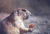 prairie dog - Sonoran Desert