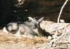 deer - Sonoran Desert