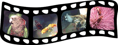 animal filmstrip