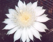 Night-blooming Cereus