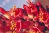 Ocotillo, Fouquieria splendens