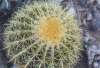 Golden Barrel Cactus, Ferocactus sp.