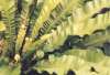 Birds Nest Fern, Asplenium nidus