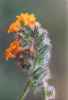 Fiddleneck, Amsinckia intermedia