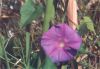 Morning Glory, Ipomoea sp.