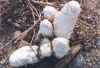 Shaggy Cap Mushroom, Coprinus comatus