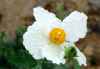 Matilija Poppy, Romneya coulteri