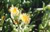 Ice Plant, Delosperma nubigena