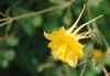 Columbine, Aquilegia chrysantha