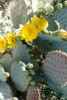 Prickly Pear, Opuntia sp.