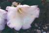 Jimson Weed, Datura sp.
