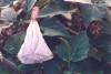 Jimson Weed, Datura sp.