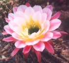 Torch Cactus