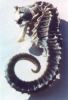 Seahorse skeleton